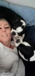 Lost Female Dog last seen Bluebell & legacy, Fort Worth, TX 76108