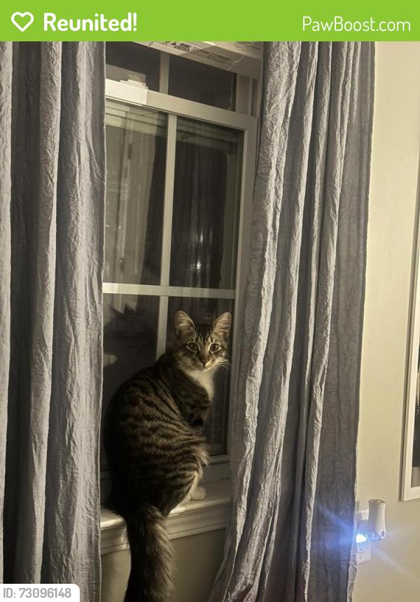 Reunited Male Cat last seen little creek church rd, Clayton, NC 27520