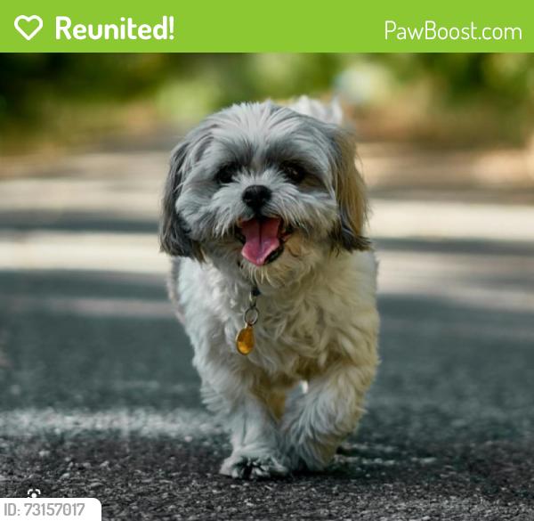 Reunited Female Dog last seen Foster and I 205 off ramp, Portland, OR 97266