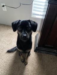 Lost Male Dog last seen Alabonson rd, Houston, TX 77088