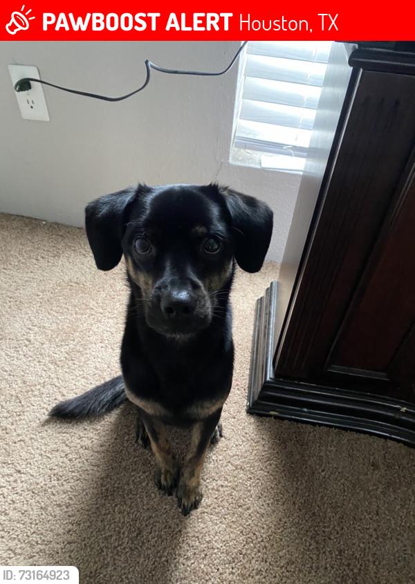 Lost Male Dog last seen Alabonson rd, Houston, TX 77088