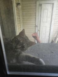 Found/Stray Unknown Cat last seen Mill run apt, Cincinnati, OH 45240