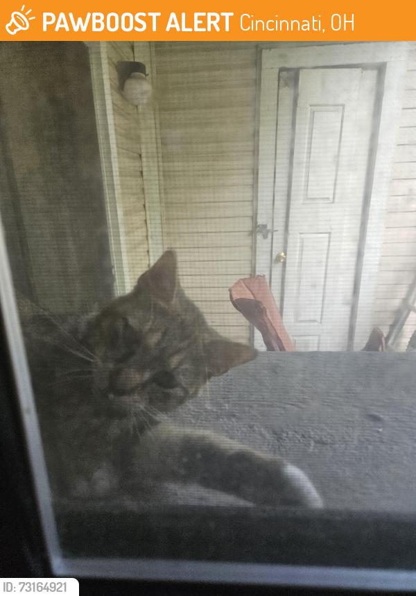 Found/Stray Unknown Cat last seen Mill run apt, Cincinnati, OH 45240