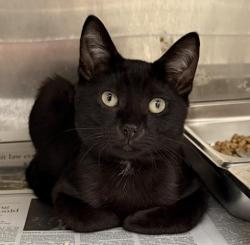 Shelter Stray Male Cat last seen , 3201 Lacy St, Los Angeles, CA 90031, USA