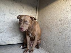 Shelter Stray Unknown Dog last seen E RENO AVE / S MARTIN LUTHER KING AVE, 2811 SE 29th St, Oklahoma City, OK 73129, USA