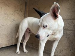 Shelter Stray Unknown Dog last seen E RENO AVE / S MARTIN LUTHER KING AVE, 2811 SE 29th St, Oklahoma City, OK 73129, USA