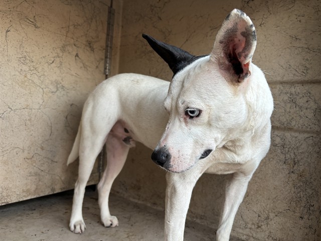 Shelter Stray Unknown Dog last seen E RENO AVE / S MARTIN LUTHER KING AVE, 2811 SE 29th St, Oklahoma City, OK 73129, USA
