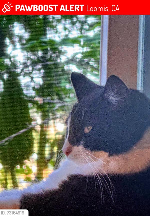 Lost Male Cat last seen Pacific St, Loomis, CA 95650
