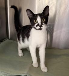 Shelter Stray Female Cat last seen , 3201 Lacy St, Los Angeles, CA 90031, USA
