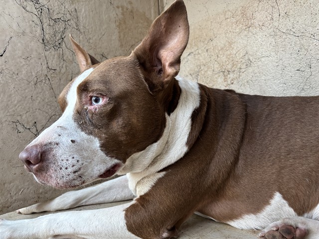 Shelter Stray Unknown Dog last seen E RENO AVE / S MARTIN LUTHER KING AVE, 2811 SE 29th St, Oklahoma City, OK 73129, USA