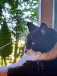 Lost Male Cat last seen Pacific St, Loomis, CA 95650