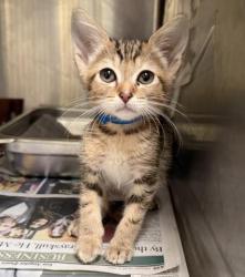 Shelter Stray Female Cat last seen , 3201 Lacy St, Los Angeles, CA 90031, USA