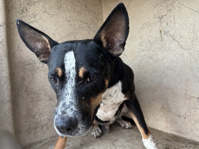 Shelter Stray Unknown Dog last seen E RENO AVE / S MARTIN LUTHER KING AVE, 2811 SE 29th St, Oklahoma City, OK 73129, USA