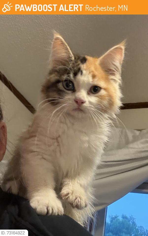 Found/Stray Female Cat last seen St Mary’s Employee Ramp, Rochester, MN 55902