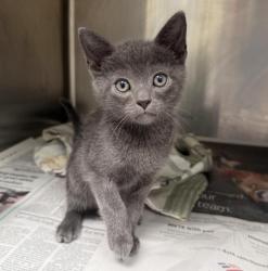 Shelter Stray Male Cat last seen , 3201 Lacy St, Los Angeles, CA 90031, USA
