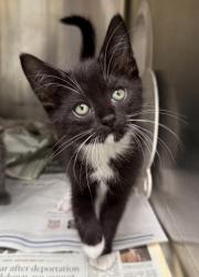 Shelter Stray Female Cat last seen , 3201 Lacy St, Los Angeles, CA 90031, USA