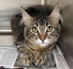 Shelter Stray Female Cat last seen , 3201 Lacy St, Los Angeles, CA 90031, USA