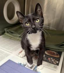 Shelter Stray Female Cat last seen , 3201 Lacy St, Los Angeles, CA 90031, USA