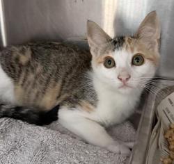 Shelter Stray Female Cat last seen , 3201 Lacy St, Los Angeles, CA 90031, USA
