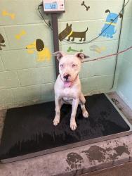 Shelter Stray Female Dog last seen RIVERA DR & CYPRESS ST, 2127 Front St, Sacramento, CA 95818, USA