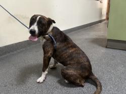 Shelter Stray Unknown Dog last seen , 3201 Lacy St, Los Angeles, CA 90031, USA