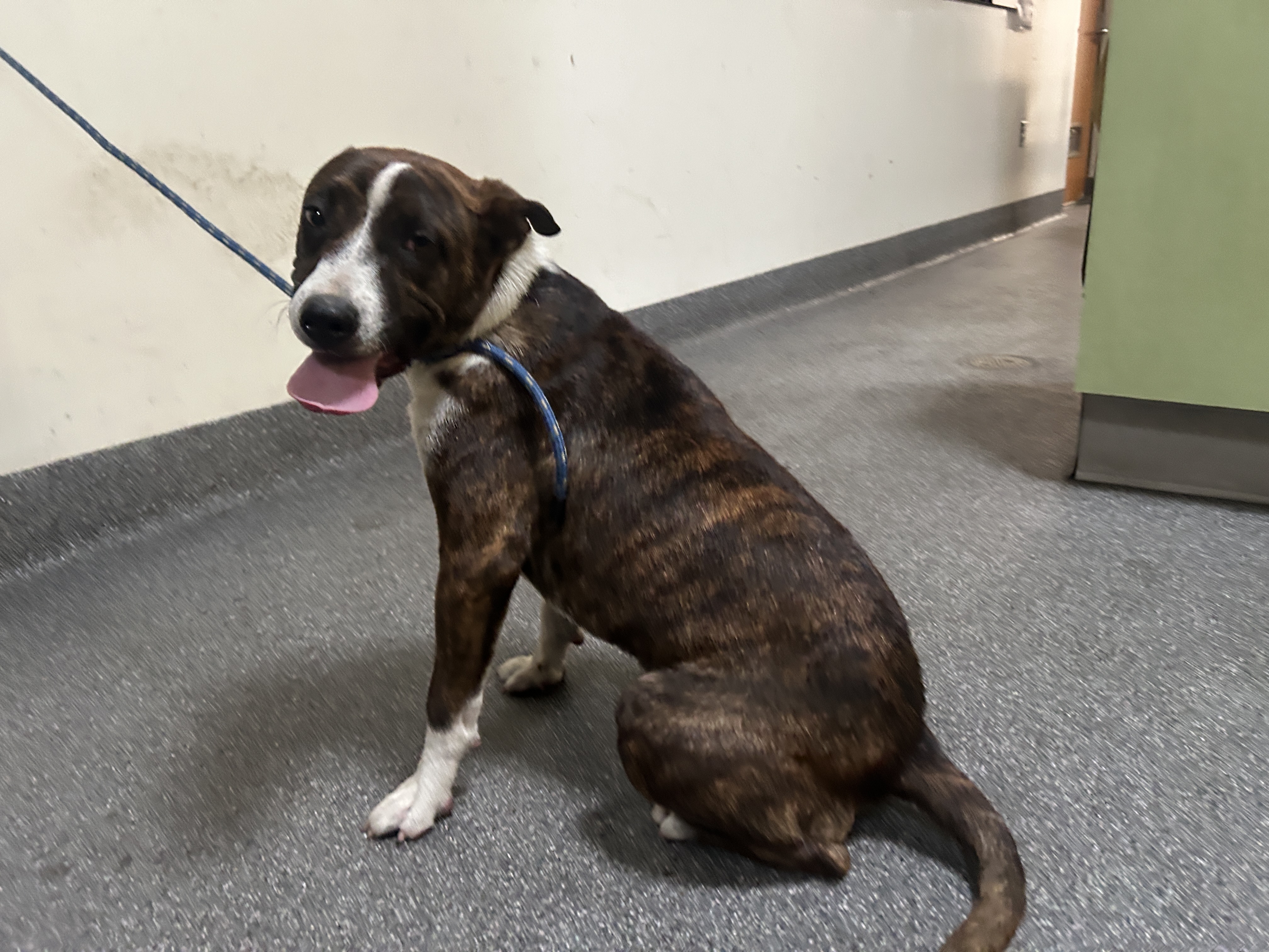 Shelter Stray Unknown Dog last seen , 3201 Lacy St, Los Angeles, CA 90031, USA