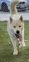 Shelter Stray Male Dog last seen , 11258 Garfield Ave, Downey, CA 90242, USA