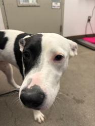 Shelter Stray Female Dog last seen , 4000 N Silverbell Rd, Tucson, AZ 85745, USA