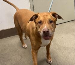 Shelter Stray Female Dog last seen , 4000 N Silverbell Rd, Tucson, AZ 85745, USA