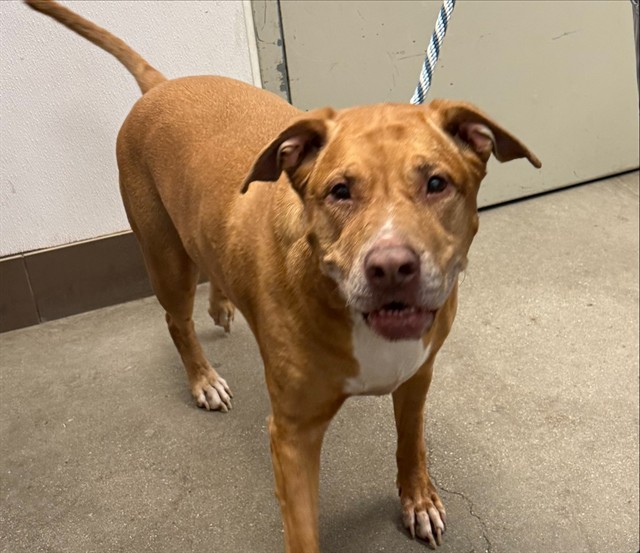 Shelter Stray Female Dog last seen , 4000 N Silverbell Rd, Tucson, AZ 85745, USA