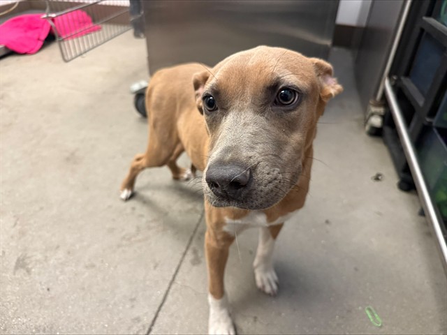 Shelter Stray Female Dog last seen , 4000 N Silverbell Rd, Tucson, AZ 85745, USA