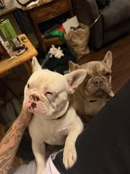 Lost Male Dog last seen E ninth street Oakland ca, Oakland, CA 94612