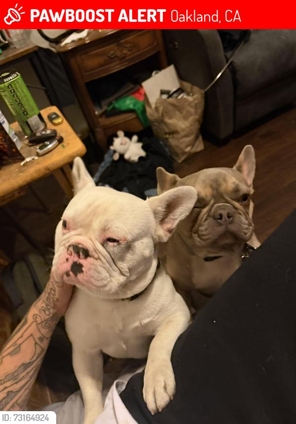 Lost Male Dog last seen E ninth street Oakland ca, Oakland, CA 94612