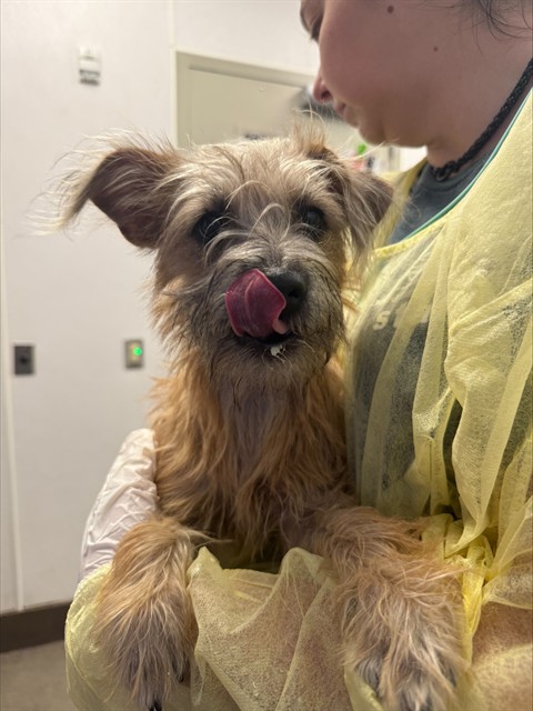 Shelter Stray Female Dog last seen , 4000 N Silverbell Rd, Tucson, AZ 85745, USA