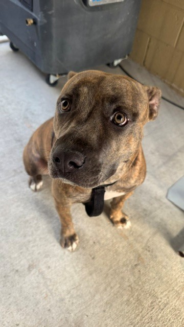 Shelter Stray Female Dog last seen Near BLK METHERLY HILL RD , BAKERFIELD CA, 201 S Mt Vernon Ave, Bakersfield, CA 93307, USA