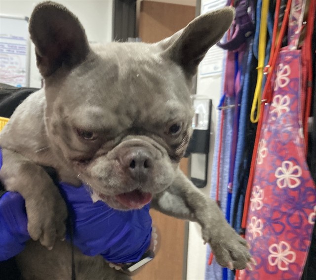 Shelter Stray Male Dog last seen , 7700 E Spring St, Long Beach, CA 90815, USA