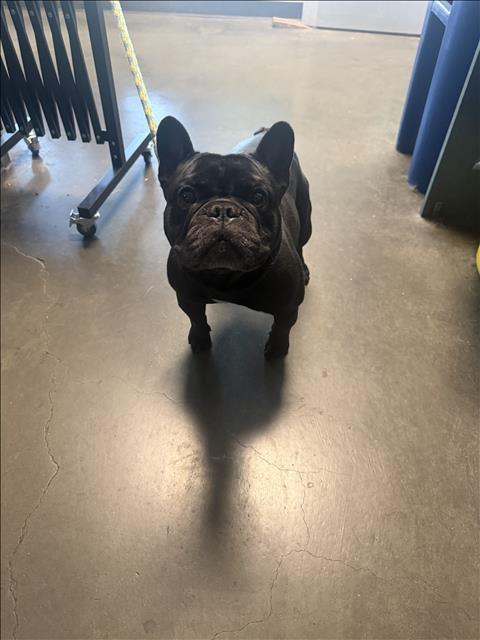 Shelter Stray Male Dog last seen , West Valley Animal Shelter, 20655 Plummer St, Chatsworth, CA 91311, USA