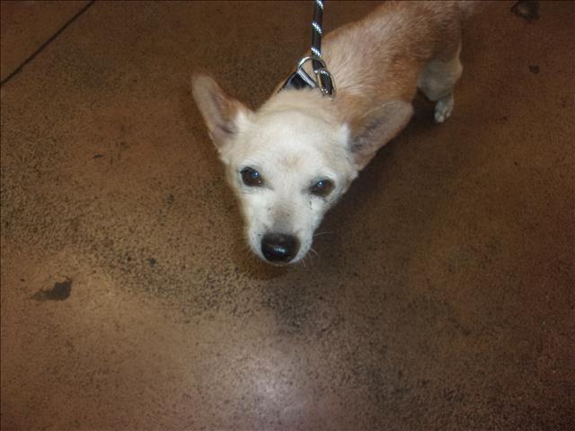 Shelter Stray Male Dog last seen , 14409 Vanowen St, Van Nuys, CA 91405, USA