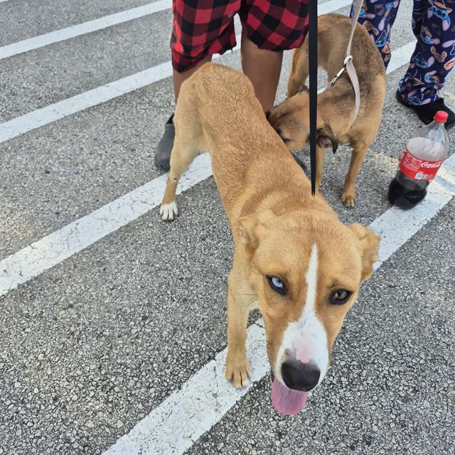 Shelter Stray Female Dog last seen Near BLOCK NORTHWESTERN DR, 4710 TX-151, San Antonio, TX 78227, USA