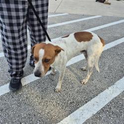 Shelter Stray Male Dog last seen Near BLOCK NORTHWESTERN DR, 4710 TX-151, San Antonio, TX 78227, USA