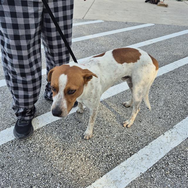 Shelter Stray Male Dog last seen Near BLOCK NORTHWESTERN DR, 4710 TX-151, San Antonio, TX 78227, USA