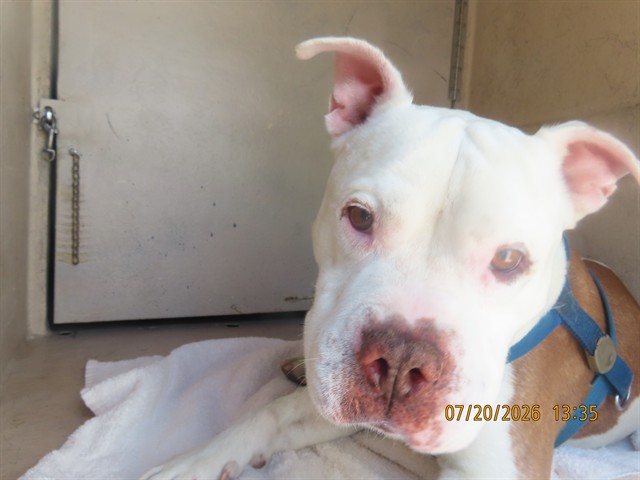 Shelter Stray Male Dog last seen QUEEN CREEK AND PRICE RD, 5501 E Van Buren St, Phoenix, AZ 85008, USA