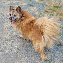 Shelter Stray Male Dog last seen Near BLOCK SE KENT KANGLEY RD, KENT WA 98030, 21615 64th Ave S, Kent, WA 98032, USA