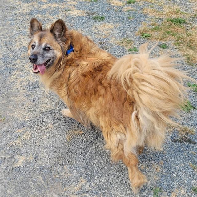 Shelter Stray Male Dog last seen Near BLOCK SE KENT KANGLEY RD, KENT WA 98030, 21615 64th Ave S, Kent, WA 98032, USA