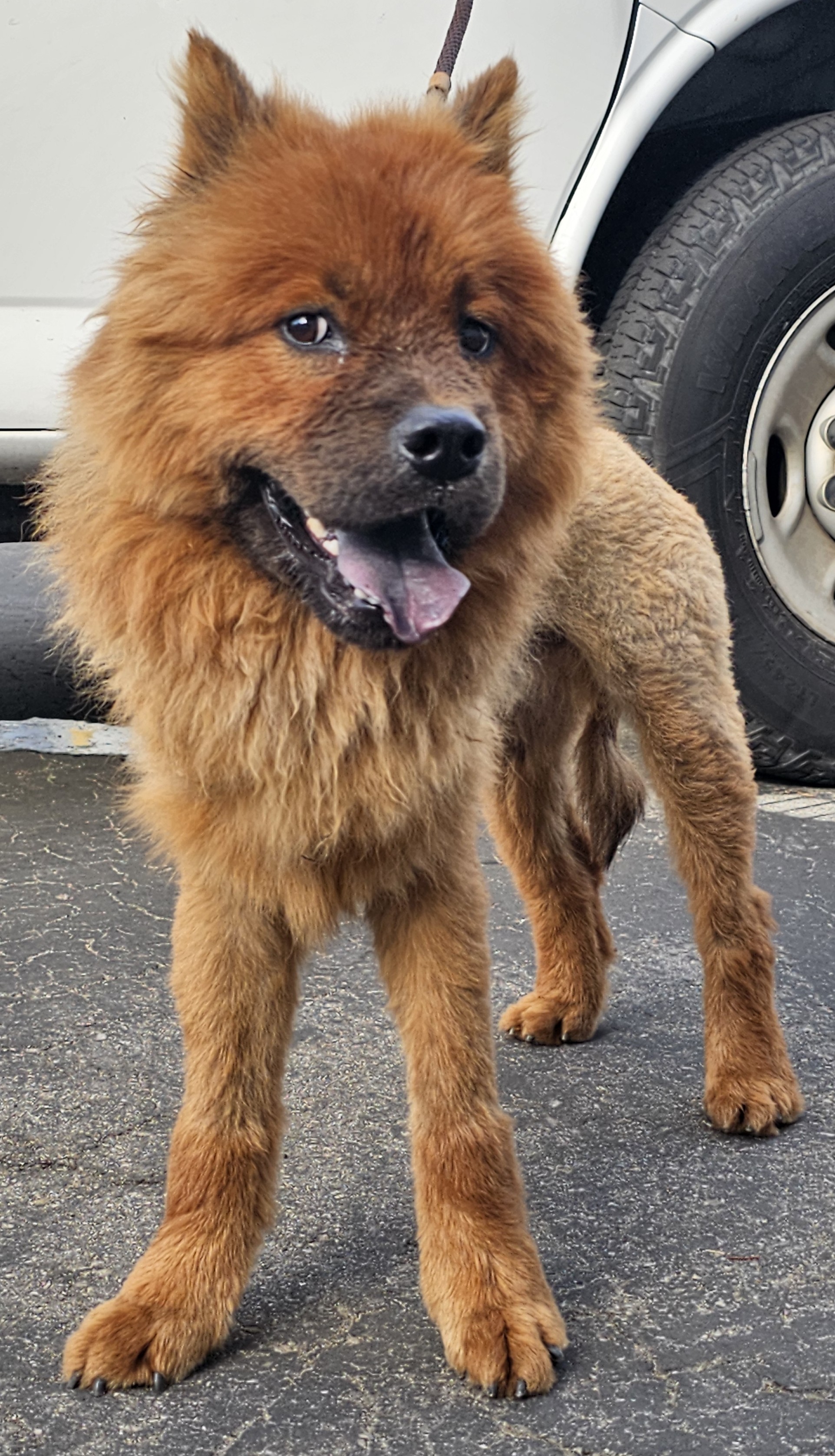 Shelter Stray Male Dog last seen , 11361 W Pico Blvd, Los Angeles, CA 90064, USA