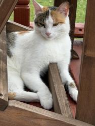 Reunited Female Cat last seen Berwyn, Evans, Hilspach, Филадельфия, PA 19115