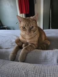Reunited Male Cat last seen Grace Church, Hickory, NC 28601