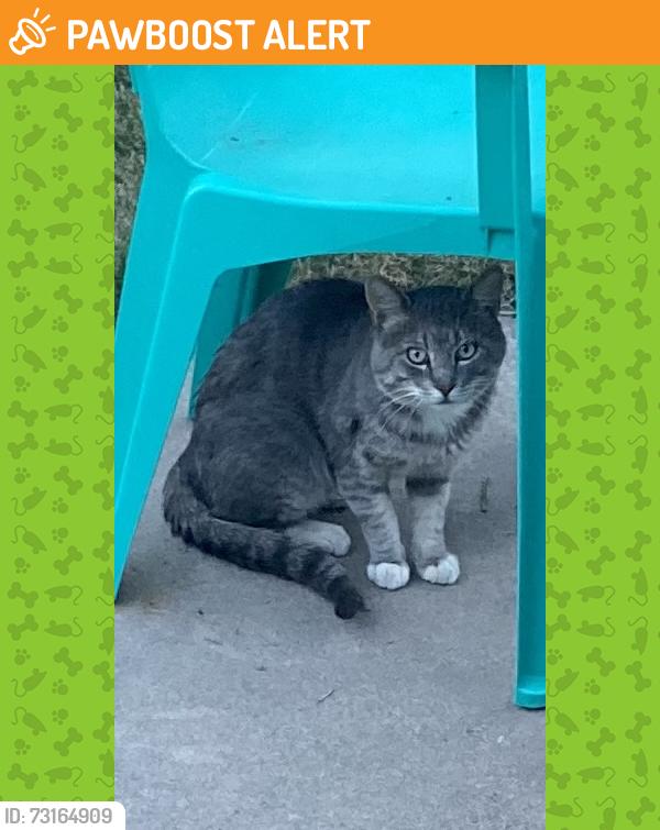 Found/Stray Unknown Cat last seen Everett Drive and Leta, Security-Widefield, CO 80911