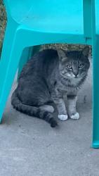 Found/Stray Unknown Cat last seen Everett Drive and Leta, Security-Widefield, CO 80911
