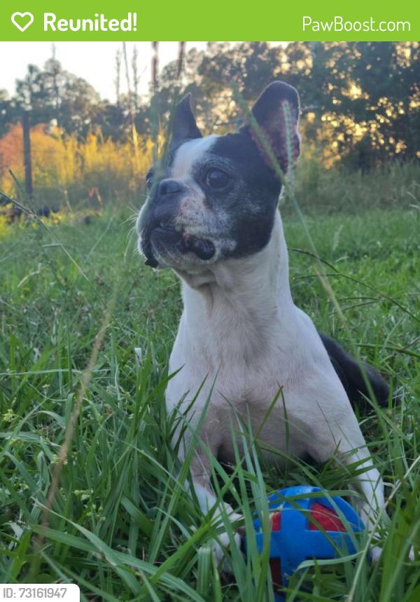 Reunited Female Dog last seen Ramsey blvd, Grand Bay, AL 36541